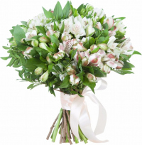 Белые альстромерии Белые альстромерии